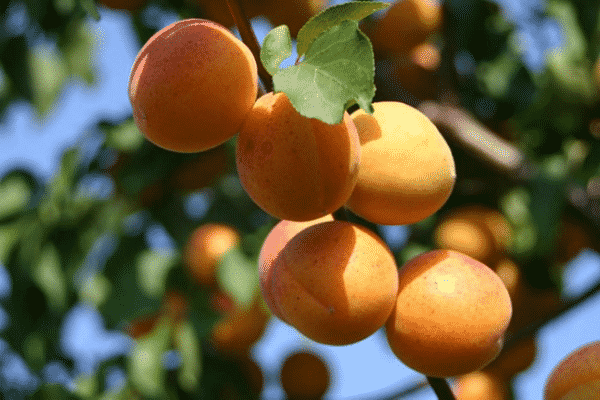 variétés croisées