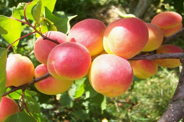 anak pokok tahunan