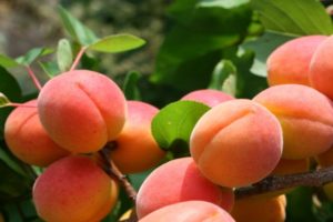 Description of apricot variety Success, yield characteristics and cultivation features