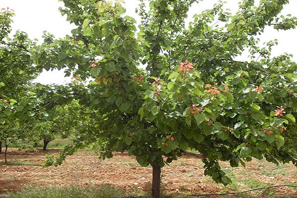 Tree pruning