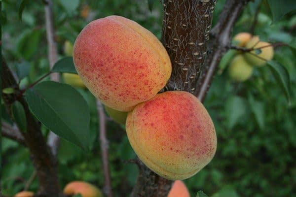 reglas de la tecnología agrícola