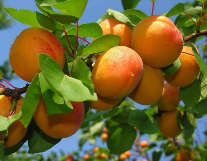 Melitopol apricot