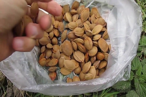 apricot seeds