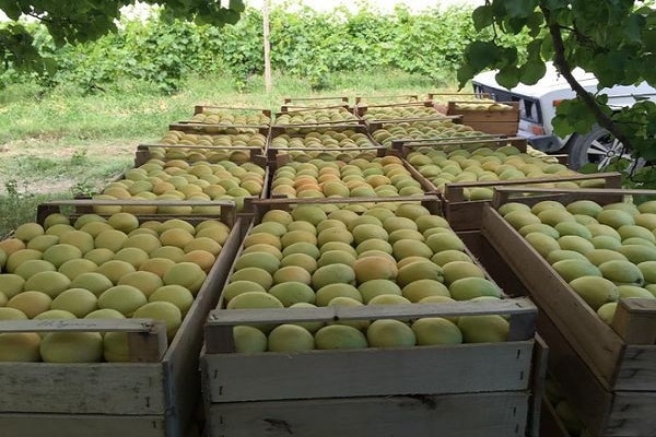 buah-buahan yang belum masak