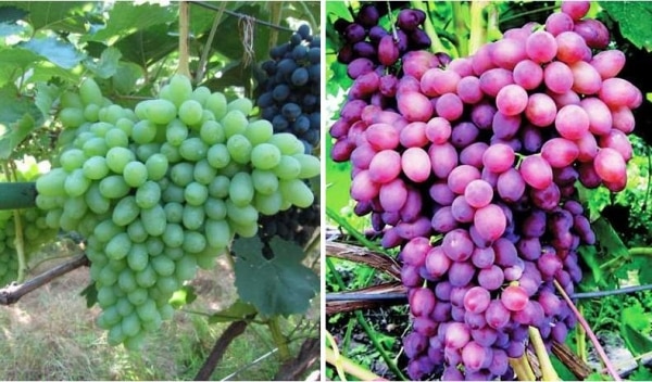 RAZLIČITE GRAPE