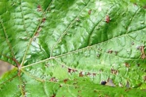 Comment traiter les raisins à partir de l'anthracnose, les mesures de traitement et de contrôle avec des moyens folkloriques et chimiques