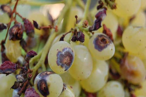 damaged grapes