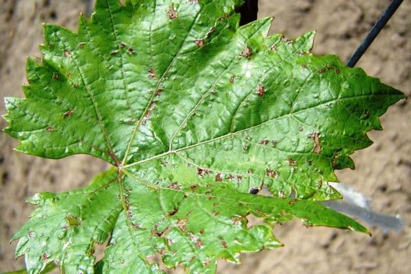 damaged leaves