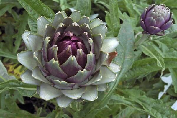 plantes pour la santé