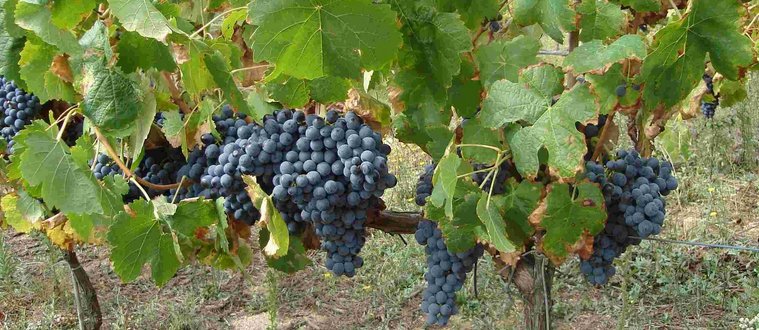 Variedad de uva Tempranillo