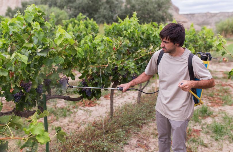 grape processing