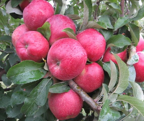 manzana Kubanskoe_bagryanoe