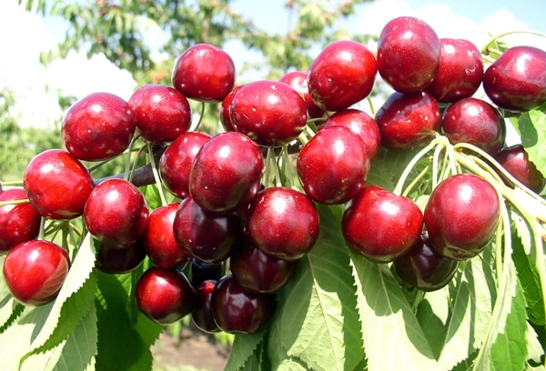 cereza Queen Mary