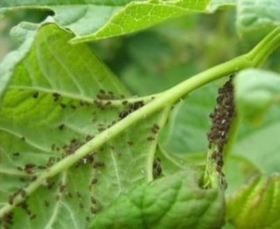 aphid on an apple tree