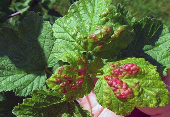 feuilles de vigne rouge