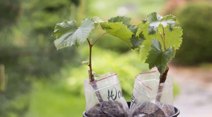 planting grapes