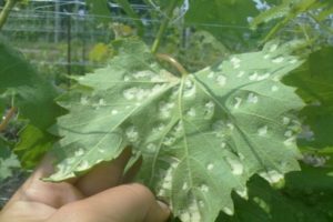 Pourquoi une floraison blanche apparaît sur les feuilles de la vigne, des mesures de contrôle efficaces et comment traiter