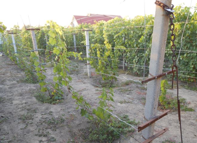 trellis for grapes