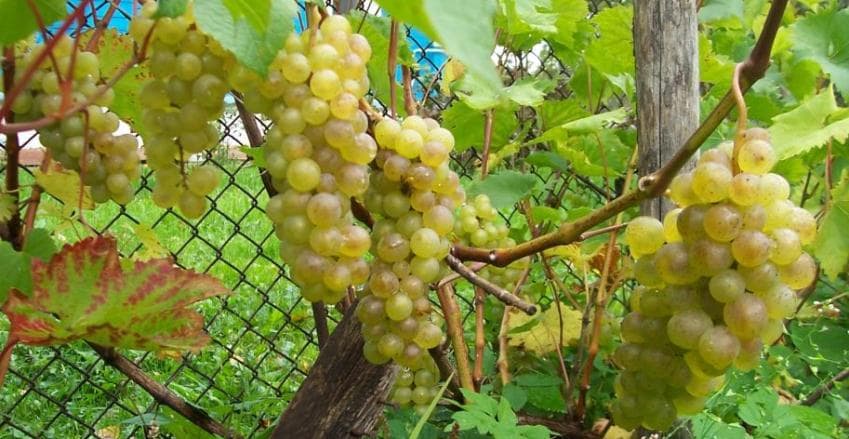 uvas bianca