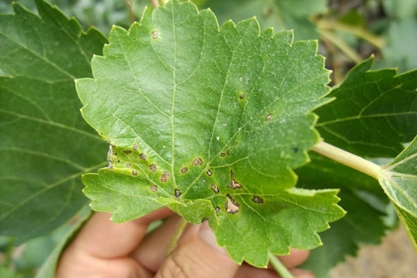 grape diseases