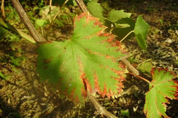 rubéole des feuilles