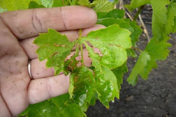 afecta a las plantas