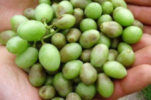 Cómo lidiar con las enfermedades y plagas de las uvas, qué hacer y qué rociar.