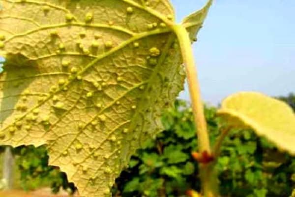 grape diseases