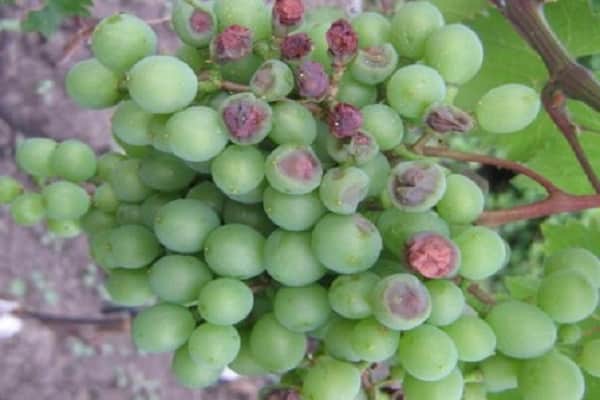 grape seedlings