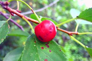 Description des maladies des cerises, que faire pour le traitement et les mesures pour les combattre