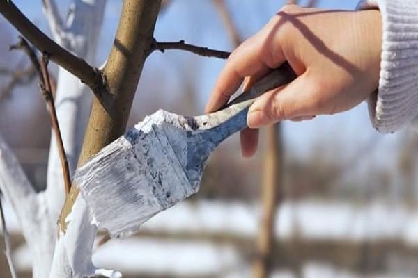 whitewashing of trunks