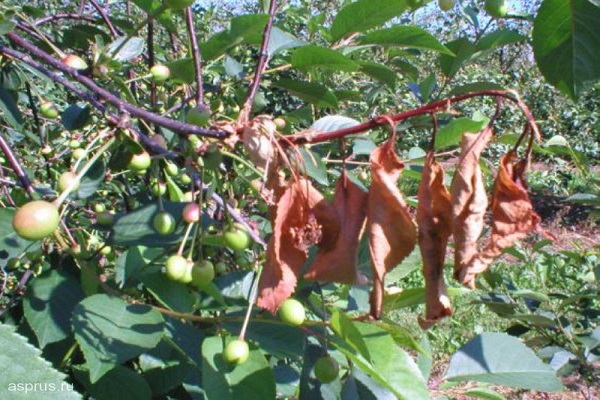 daño a la planta