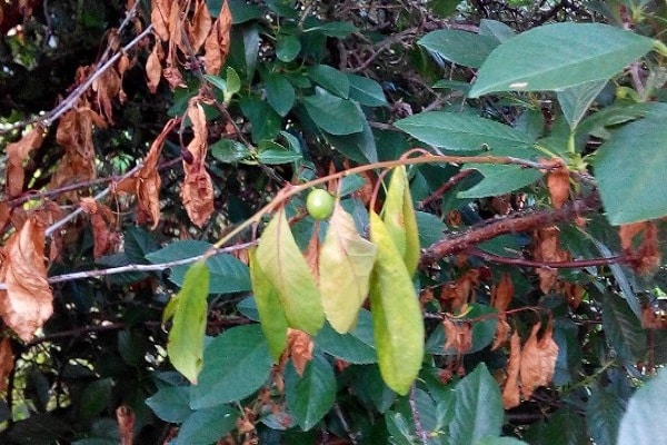 maladies bactériennes