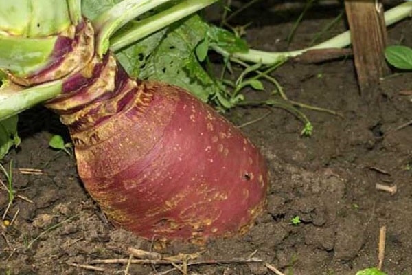 pangangalaga sa rutabaga