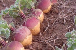 Règles pour cultiver à partir de graines et prendre soin du rutabaga en plein champ, avec quoi planter et quand semer