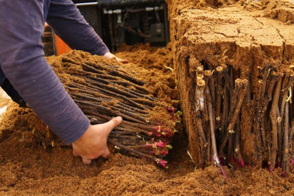 storage of cuttings