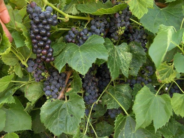 Uvas de Amur