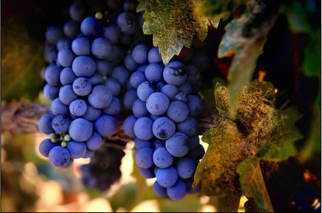 Zinfandel grape variety