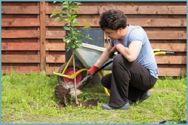 le plant a pris racine