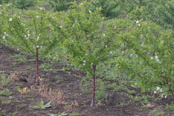 arboles pequeños