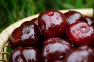 Description of varieties of black cherry Morel, Rossoshanskaya and Shokoladnitsa, planting and care