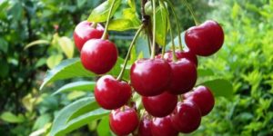 Description and characteristics of cherries of the Standard Urals variety, history and features of cultivation