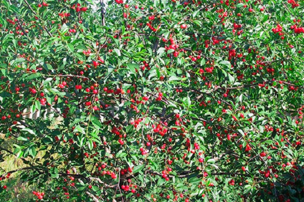 cereza en el jardín