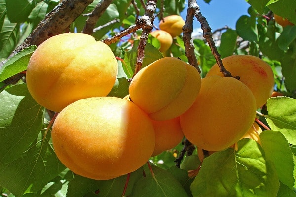 large apricot