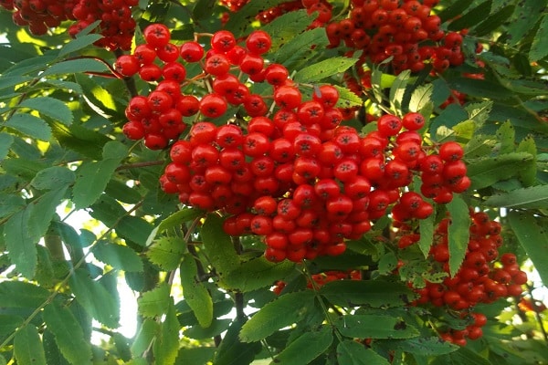 rowan merah