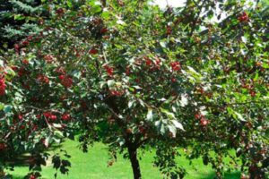 Qué se puede plantar junto a una cereza en el jardín, compatibilidad con otras plantas y el vecindario adecuado.