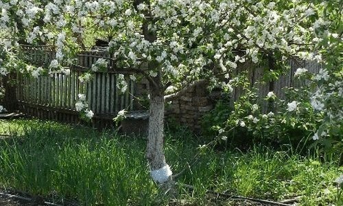 Blooming tree