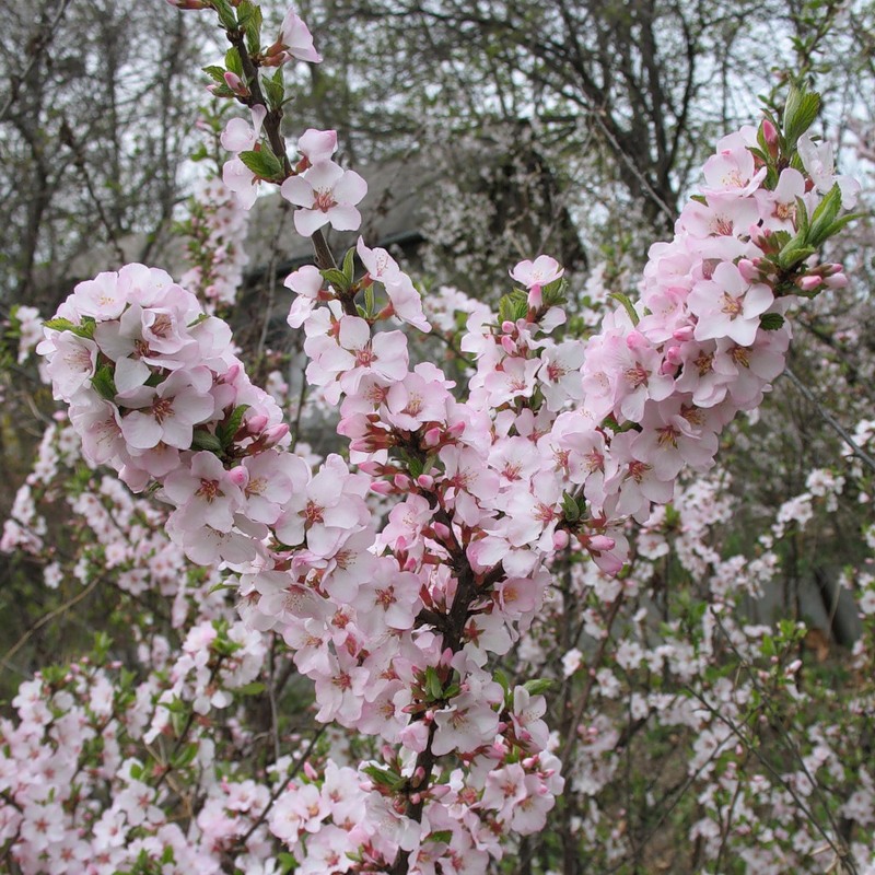 Cherry blossoms