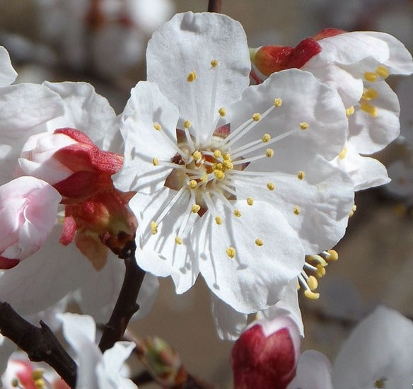 fleur d'abricot