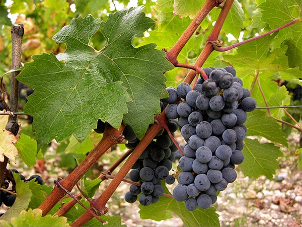 Anggur Cabernet Sauvignon